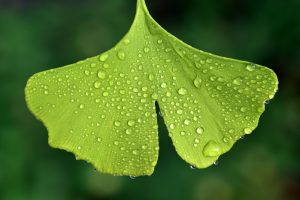 Ginko